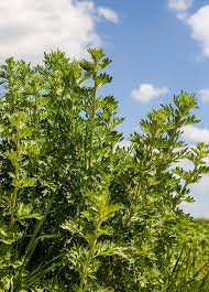 Image result for Artemisia absinthium