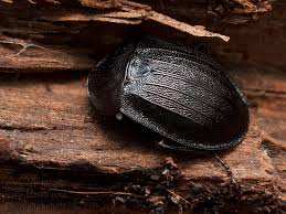 Attēlu rezultāti vaicājumam “Phosphuga atrata”