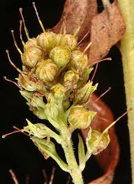 Attēlu rezultāti vaicājumam “Lysimachia thyrsiflora bud”