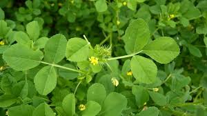 Attēlu rezultāti vaicājumam “Medicago x varia  leaf”