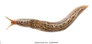 Attēlu rezultāti vaicājumam “Limax maximus”