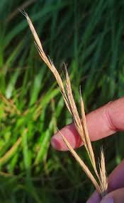Attēlu rezultāti vaicājumam “Brachypodium pinnatum”