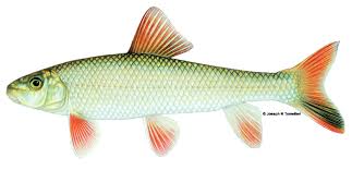 Image result for Moxostoma duquesnei