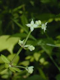 Attēlu rezultāti vaicājumam “Galium triflorum leaf”