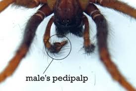 Attēlu rezultāti vaicājumam “Acalitus longisetosus”