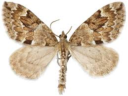 Attēlu rezultāti vaicājumam “Thera variata”