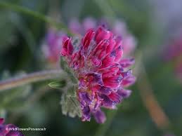 Attēlu rezultāti vaicājumam “Anthyllis maritima flower”