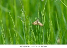 Attēlu rezultāti vaicājumam “Ematurga atomaria male”