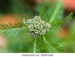 Attēlu rezultāti vaicājumam “Achillea millefolium bud”