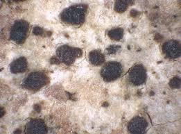 Attēlu rezultāti vaicājumam “Arthonia spadicea”