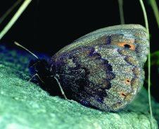 Attēlu rezultāti vaicājumam “Trichia alpina young”