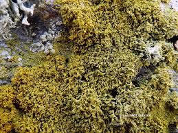 Attēlu rezultāti vaicājumam “Xanthoria candelaria”