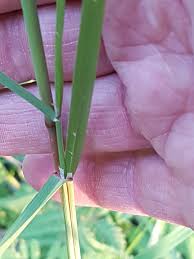 Attēlu rezultāti vaicājumam “Calamagrostis purpurea”
