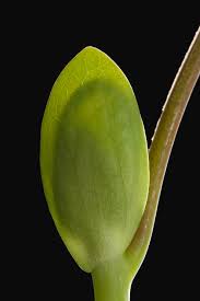 Attēlu rezultāti vaicājumam “Liriodendron tulipifera bud”