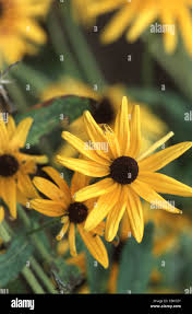 Attēlu rezultāti vaicājumam “Rudbeckia hirta var. pulcherrima”