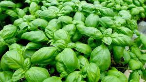 Attēlu rezultāti vaicājumam “Ocimum basilicum leaf”