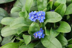 Image result for Myosotis sylvatica