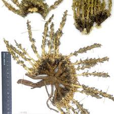 Attēlu rezultāti vaicājumam “Lasiosphaeria ovina spores”