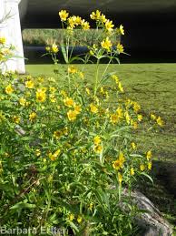 Attēlu rezultāti vaicājumam “Bidens cernua”