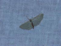 Attēlu rezultāti vaicājumam “Idaea sylvestraria”