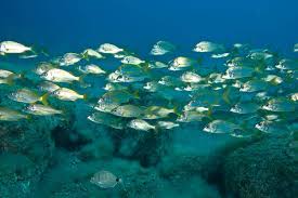 Image result for Pomadasys incisus