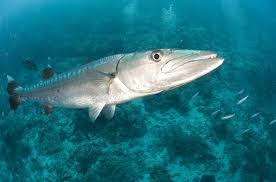 Image result for Dive Barracuda