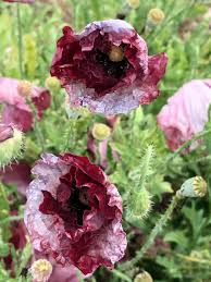 Image result for Papaver rhoeas 'Shirley'