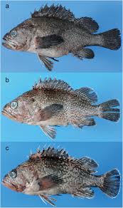 Image result for Sebastes