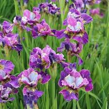 Attēlu rezultāti vaicājumam “Iris sibirica leaf”