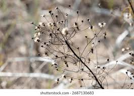Attēlu rezultāti vaicājumam “Hieracium umbellatum bud”