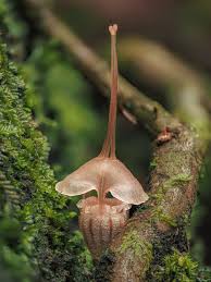 Attēlu rezultāti vaicājumam “Physarum viride spores”