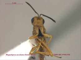 Attēlu rezultāti vaicājumam “Torymidae”