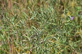 Attēlu rezultāti vaicājumam “Salix Vetrix”