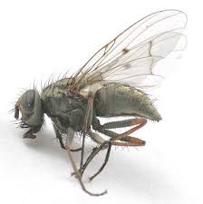 Attēlu rezultāti vaicājumam “Muscidae”