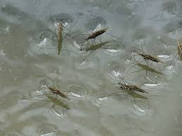 Attēlu rezultāti vaicājumam “Aquarius najas”