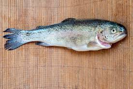 Image result for Salmo trutta trutta