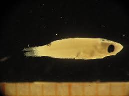 Image result for Scarus zelindae