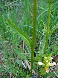 Attēlu rezultāti vaicājumam “Pedicularis sceptrum-carolinum flower”