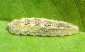 Attēlu rezultāti vaicājumam “Syrphus sp.”