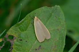 Attēlu rezultāti vaicājumam “Eilema depressa imago”