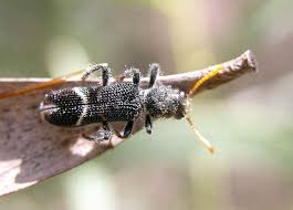 Attēlu rezultāti vaicājumam “Cleridae”