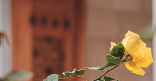 「桐生七実」の画像検索結果