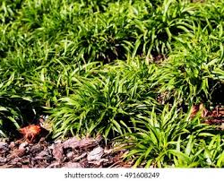 Attēlu rezultāti vaicājumam “Luzula pilosa fruit”