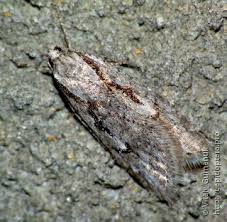 Attēlu rezultāti vaicājumam “Semioscopis avellanella imago”