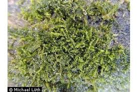 Attēlu rezultāti vaicājumam “Cephalozia catenulata”