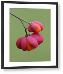 Attēlu rezultāti vaicājumam “Euonymus europaeus fruit”