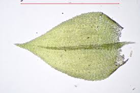 Attēlu rezultāti vaicājumam “Eurhynchium hians”