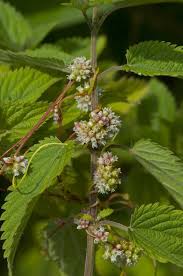 Attēlu rezultāti vaicājumam “Cuscuta europaea flower”