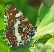 Attēlu rezultāti vaicājumam “Araschnia levana upperside”