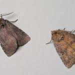 Attēlu rezultāti vaicājumam “Rusina ferruginea female”